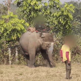 Phan no canh voi bi danh dap da man den do mau de lam tro tieu khien hinh anh