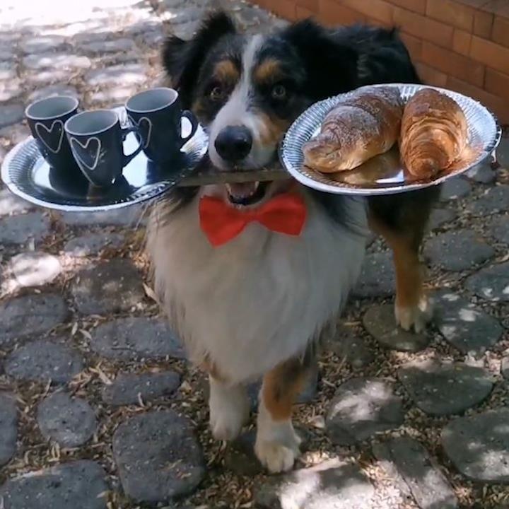 Chu cho tu can bang do vat, dua thuc an cho chu hinh anh