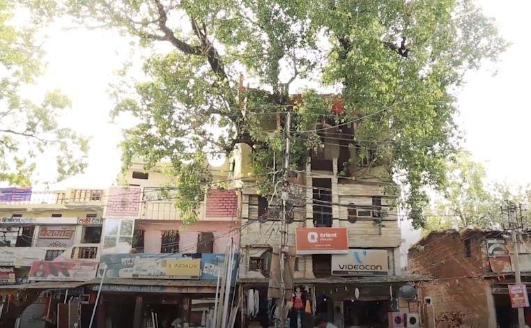 Cay tram tuoi moc xuyen can nha 4 tang o An Do hinh anh