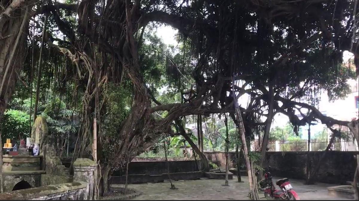 Can canh cay co thu 700 nam tuoi o Hung Yen hinh anh