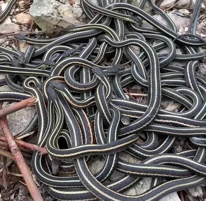 Dong ran lon nhat the gioi o Canada hinh anh