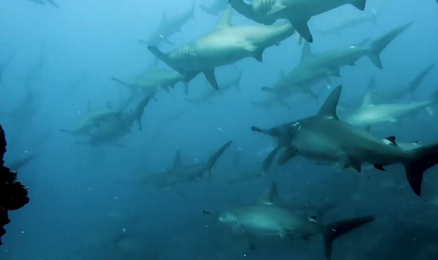 Hang tram ca map dau bua 'mac ket' trong dong nuoc manh hinh anh