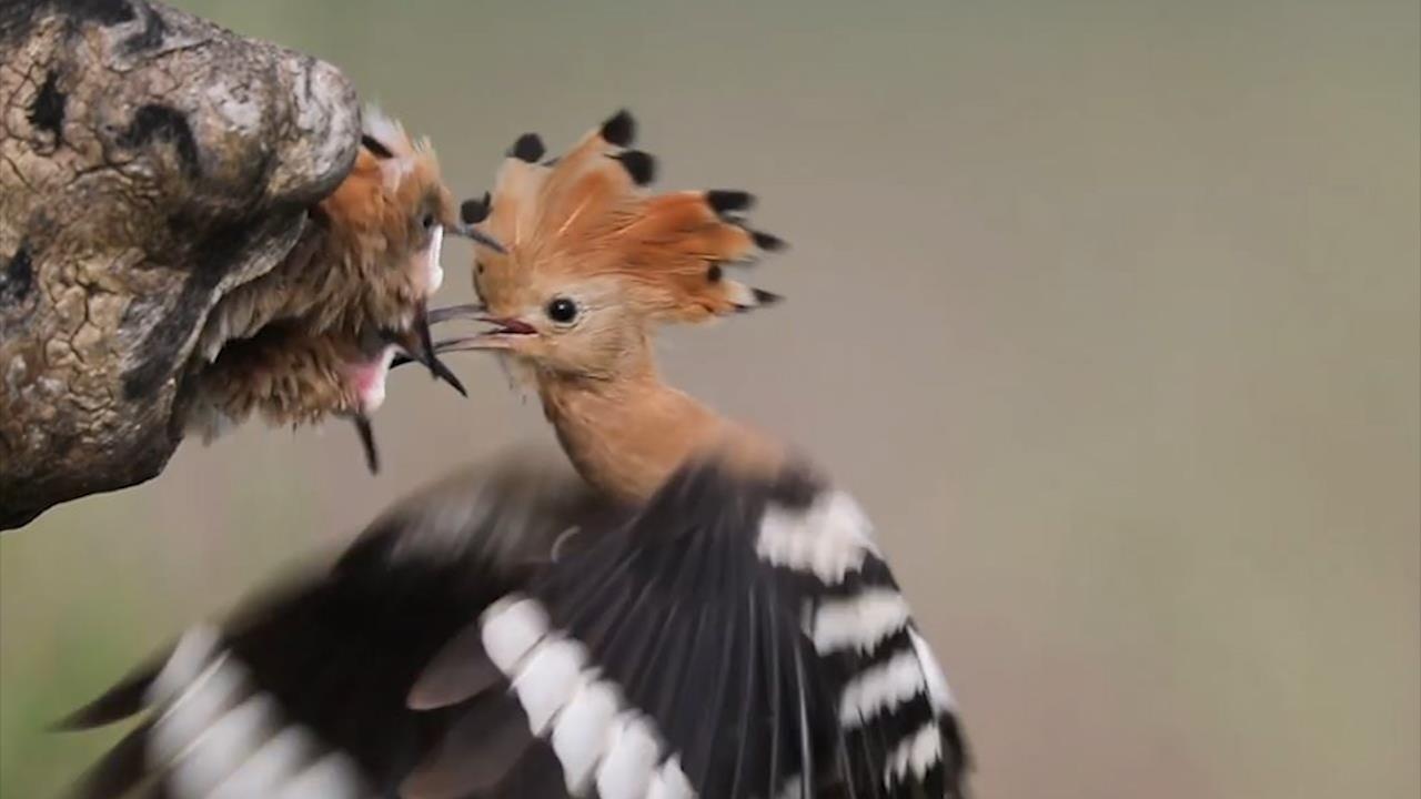 Khoanh khac chim dau riu mom cho dan con an hinh anh