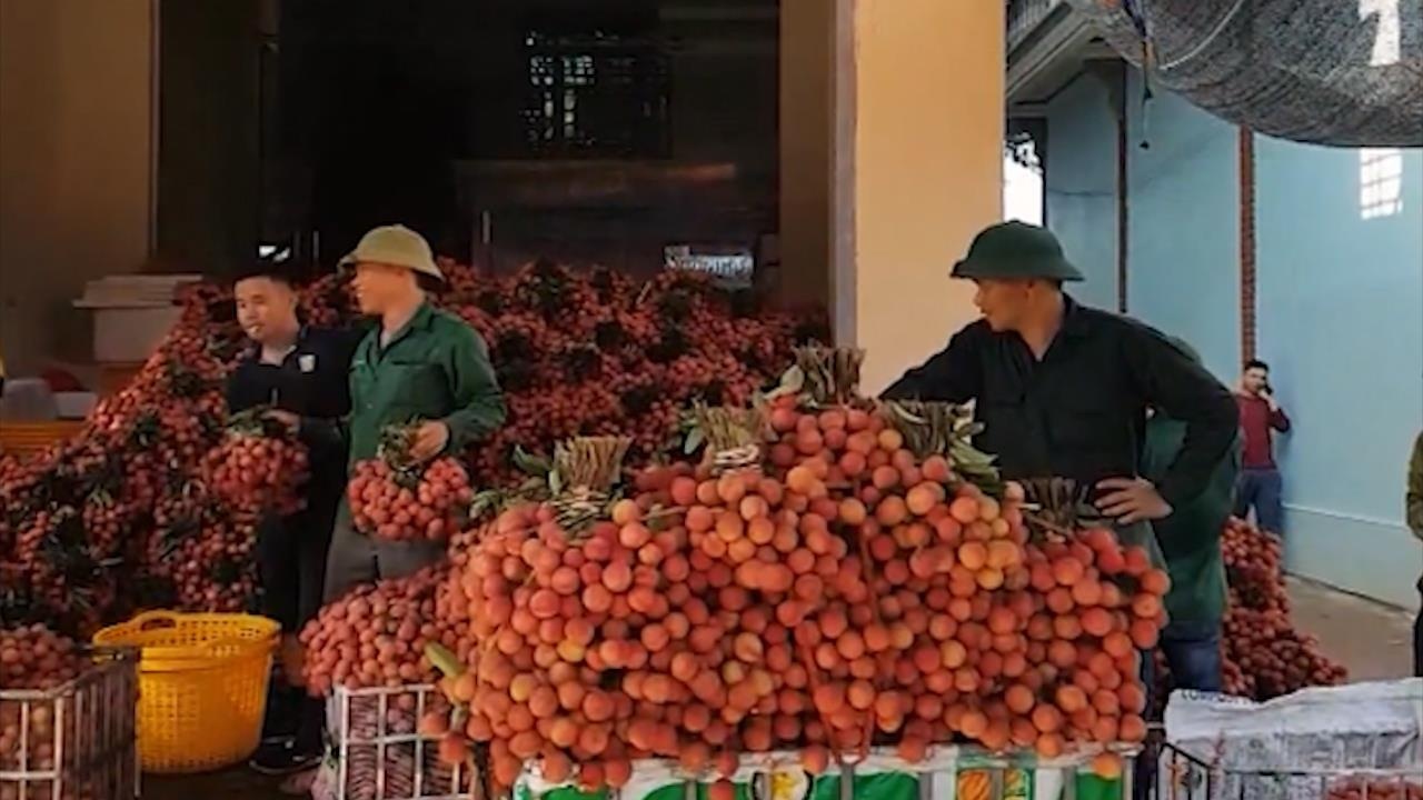 'Luat ngam' cua thuong lai thu mua vai o Bac Giang hinh anh