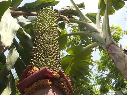 Buong chuoi gan 100 nai o Khanh Hoa hinh anh