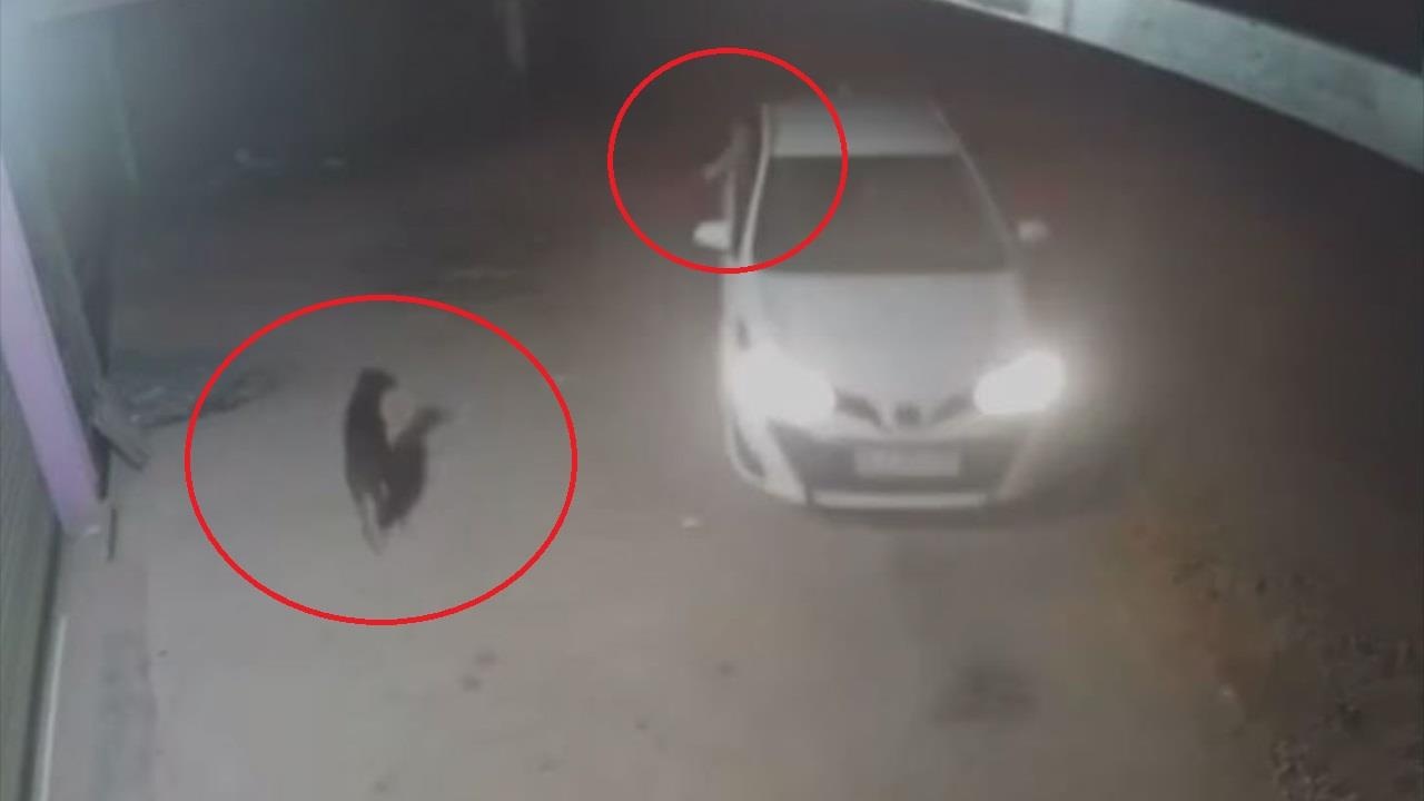 Cau tac di oto, nhanh tay trom cho ngay truoc nha hinh anh