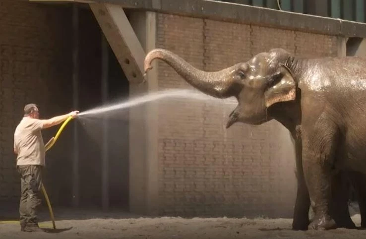 Nong bat thuong o chau Au, dong vat tim cach giai nhiet hinh anh