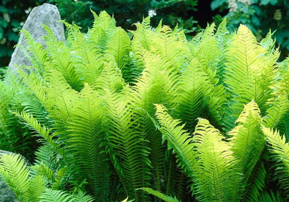 Cay duong xi co the tu chup anh hinh anh