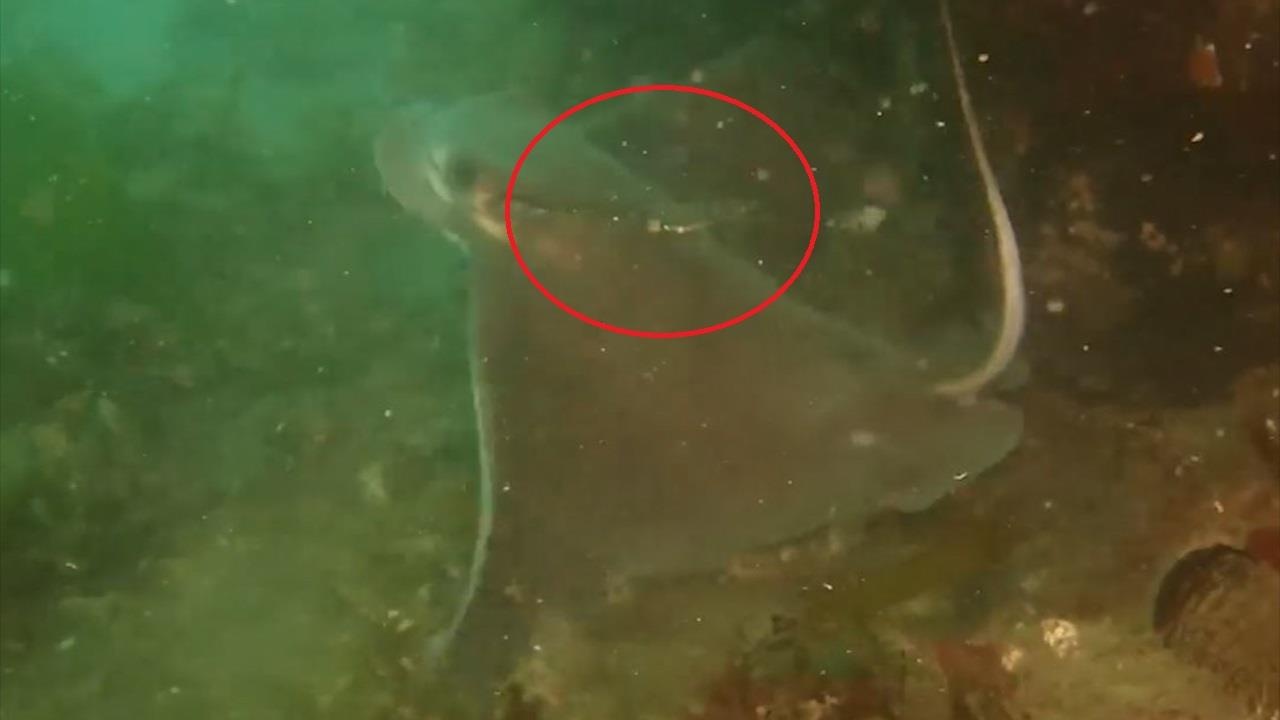 Tho lan giai cuu ca doi bi mac vao day cau hinh anh