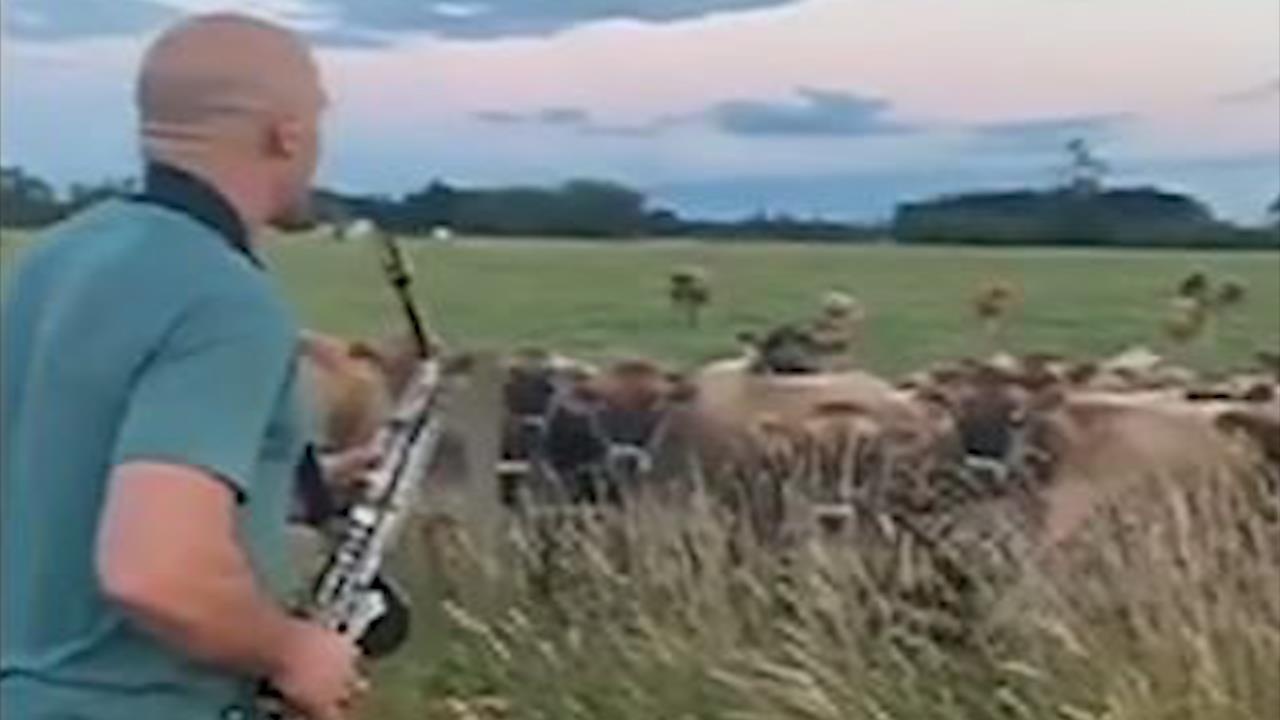 Nhac si thoi ken thu hut ca dan bo keo den hinh anh