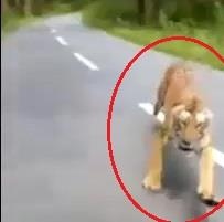 Ho truy sat khien 2 tai xe chay troi chet hinh anh