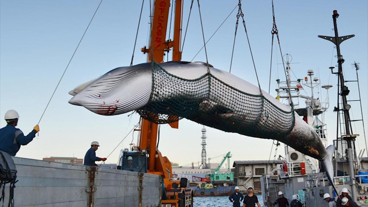 Gioi han nao cho nganh san bat ca voi o Nhat Ban? hinh anh