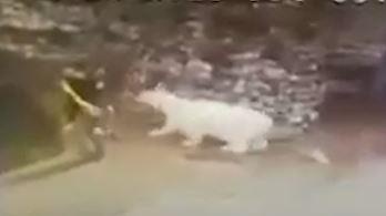 Thoat khoi mong vuot gau Bac cuc chi voi mot cay choi hinh anh