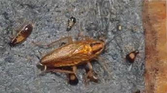 Loai gian Duc moi xuat hien o Viet Nam da tro nen bat tu hinh anh