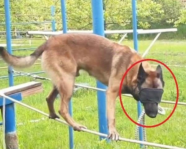 Canh khuyen tap luyen bit mat di thang bang tren day hinh anh