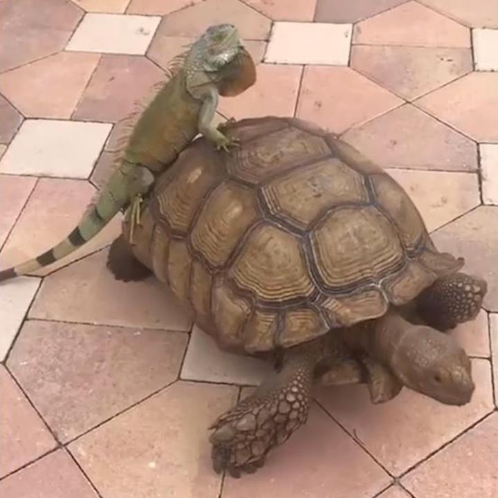 Cu da thong minh, biet leo len mai rua de di nho hinh anh