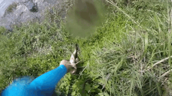 Ca sau bat ngo xuat hien, dop ca cua tho cau hinh anh