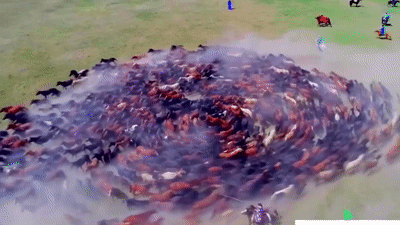 Hang tram con ngua phi nuoc dai theo hinh xoan oc hinh anh