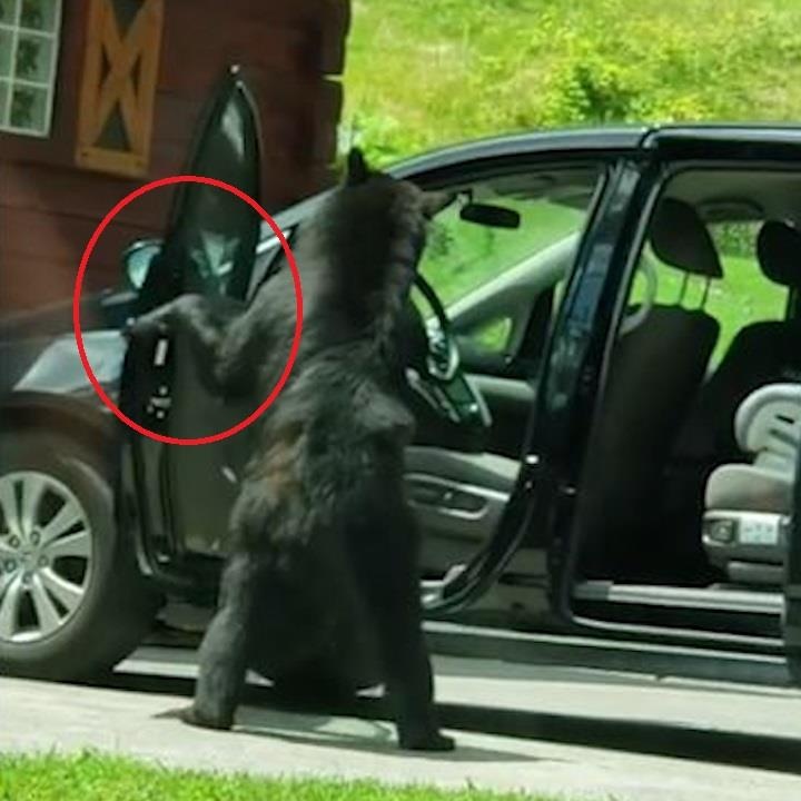 Gau biet mo cua oto di vao, giong nhu con nguoi hinh anh