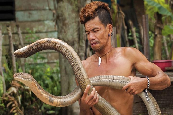 Nguoi dan ong mien dich voi noc doc cua ran ho mang chua hinh anh