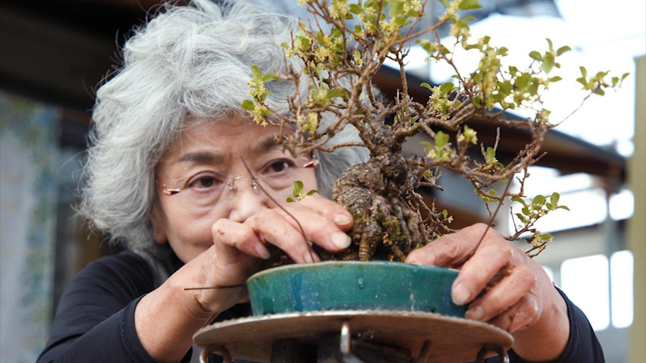 Vi sao loai cay tram nam nay co gia ca trieu USD/chau? hinh anh