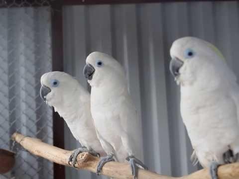 Vet pha hang rao de tim cho dau hinh anh