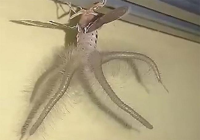 Phat hien sinh vat ky di nhu ngoai hanh tinh tren tran nha hinh anh