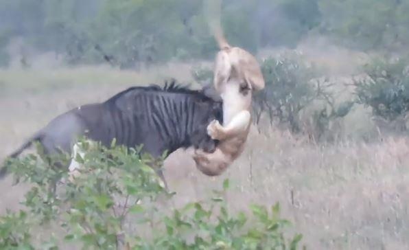 Bat can khi san moi, su tu bi linh duong huc thung bung hinh anh