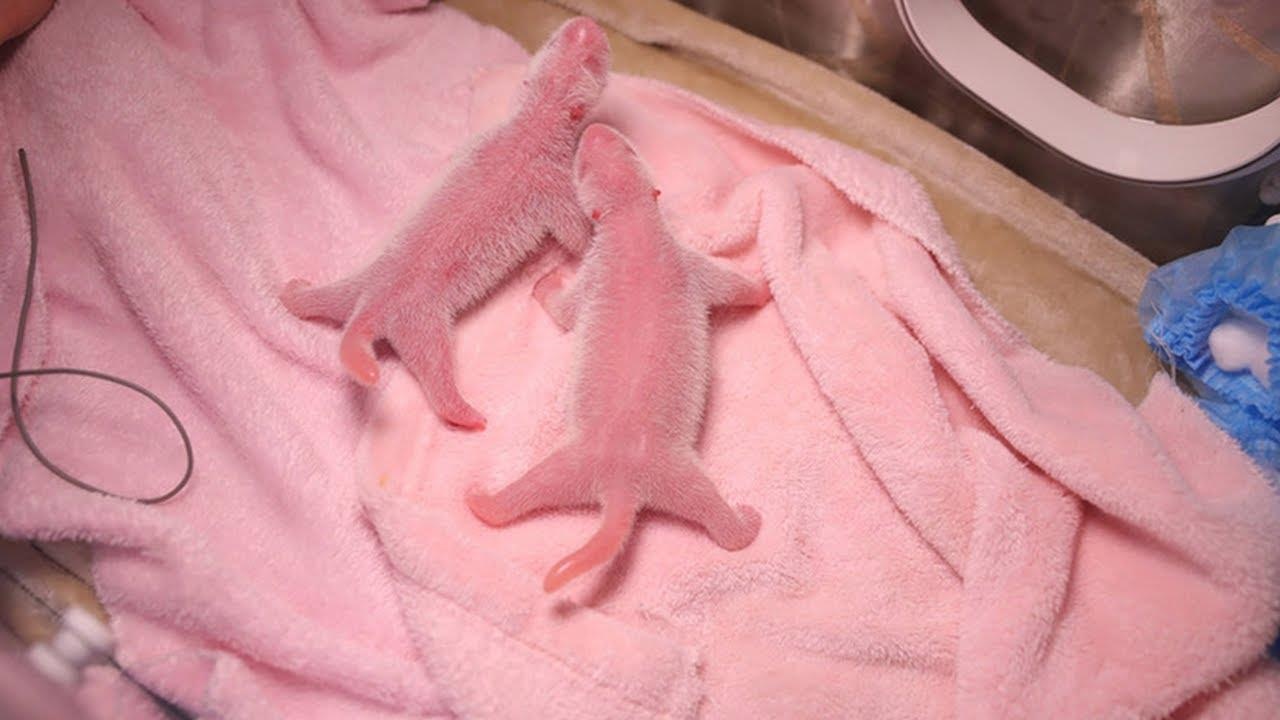 Cap gau truc song sinh nang nhat the gioi ra doi o Trung Quoc hinh anh