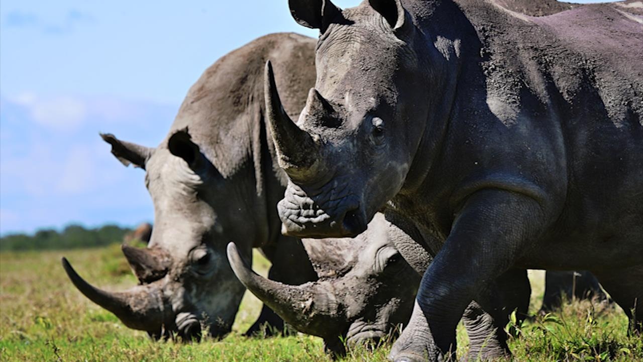 Binh si An Do mang AK47 bao ve te giac tai vuon quoc gia Kaziranga hinh anh