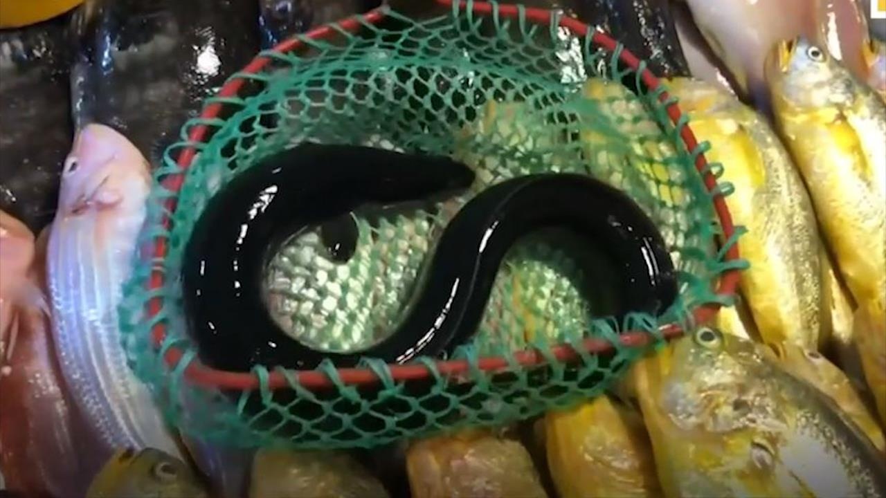 Buon lau luon tu Au sang A thu sieu loi nhuan hinh anh