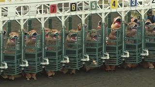 Hon 30 van dong vien tranh giai 'khung long nhanh nhat the gioi' hinh anh