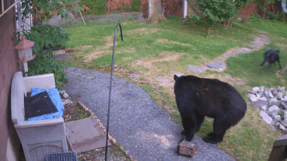 Chu cho dung cam ruot duoi gau du giup hang xom hinh anh