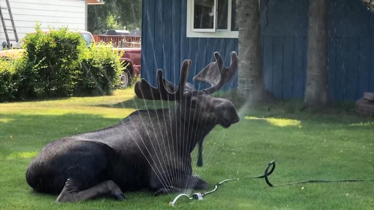 Tranh nong, nai sung tam vao vuon tam voi phun hinh anh