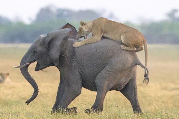 Su tu bi duoi troi chet khi mot minh khieu chien voi rung hinh anh