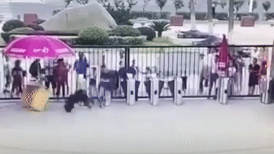 Tinh tinh thoat khoi chuong tan cong nguoi trong cong vien hinh anh