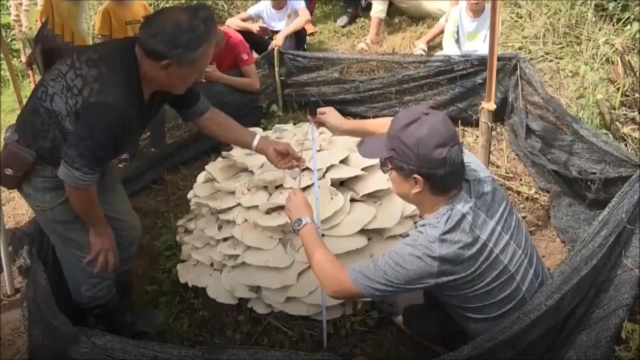 Cay nam khong lo co duong kinh 150 cm hinh anh