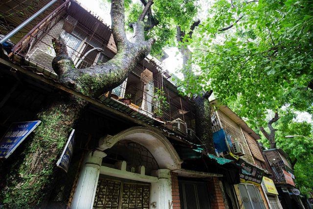 Khu tap the co 'cay moc xuyen nha' o Ha Noi hinh anh