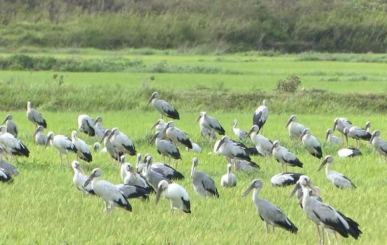 Hang nghin con chim 'la' xuat hien o Quang Tri hinh anh
