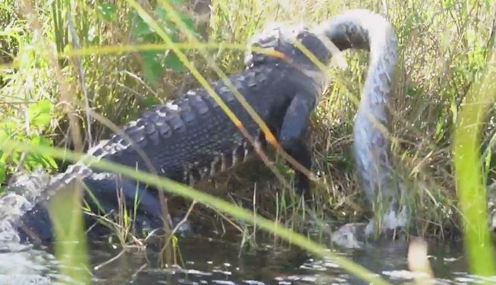 Tran chien quyet liet giua ca sau va tran Mien Dien khong lo hinh anh