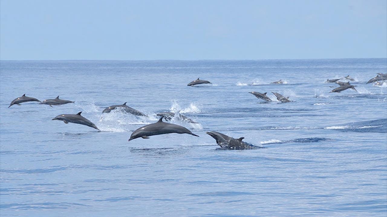 Dan ca heo dua an tuong theo con thuyen o vung bien My hinh anh