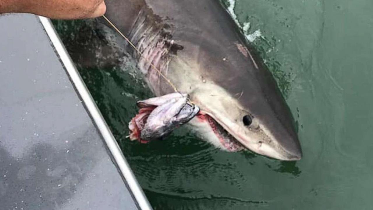 Ca map trang keo thuyen cua nguoi cau ca di hon 3 km hinh anh