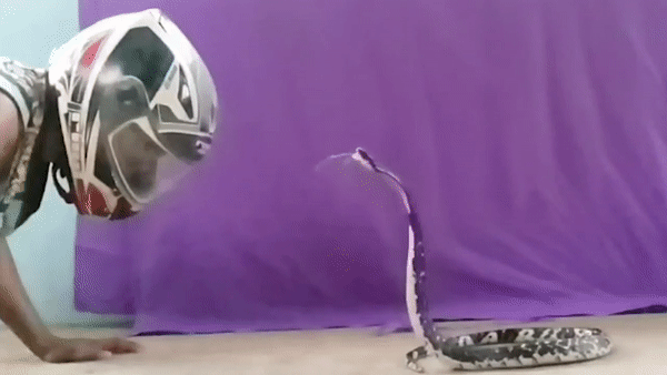 Ran ho mang phun doc vao mat chuyen gia bat ran hinh anh