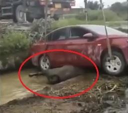 Nu tai xe lao oto xuong muong de len con trau hinh anh