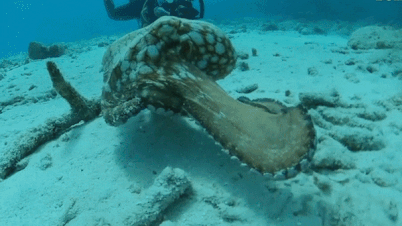 Bach tuoc 'xau ho' khi bi tho lan ghi hinh hinh anh