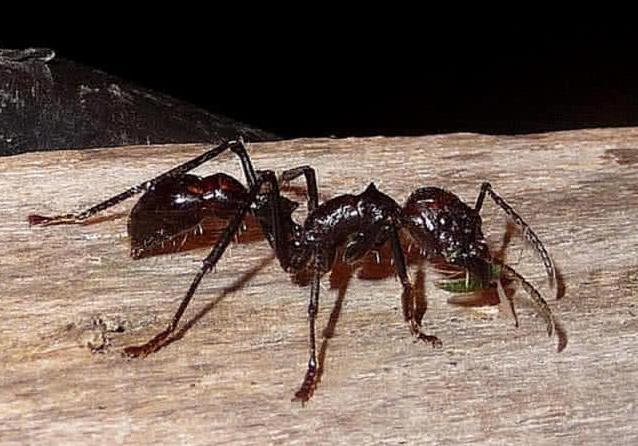 Nhung con trung giet hang trieu nguoi moi nam hinh anh