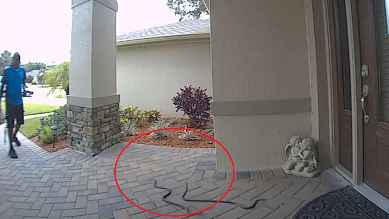 Bat gap cap ran truoc cua, nhan vien giao hang bo chay thoat than hinh anh