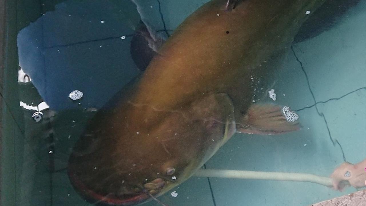 Chiem nguong ca leo nang 80 kg, dai hon 2 m o Dak Lak hinh anh