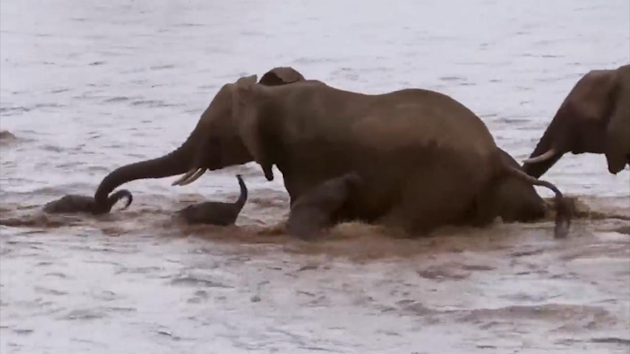 Voi me 'bat luc' nhin dan con bi dong nuoc cuon hinh anh