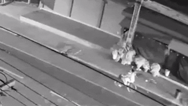 Xe may phong toc do cao, tong vao xe dap roi bo chay hinh anh